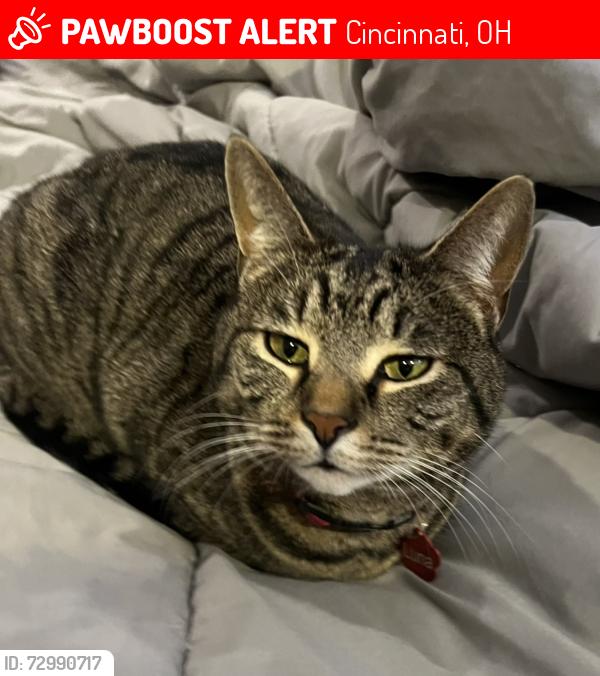 Lost Female Cat last seen Kenwood and Cornell , Cincinnati, OH 45242