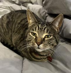 Lost Female Cat last seen Kenwood and Cornell , Cincinnati, OH 45242