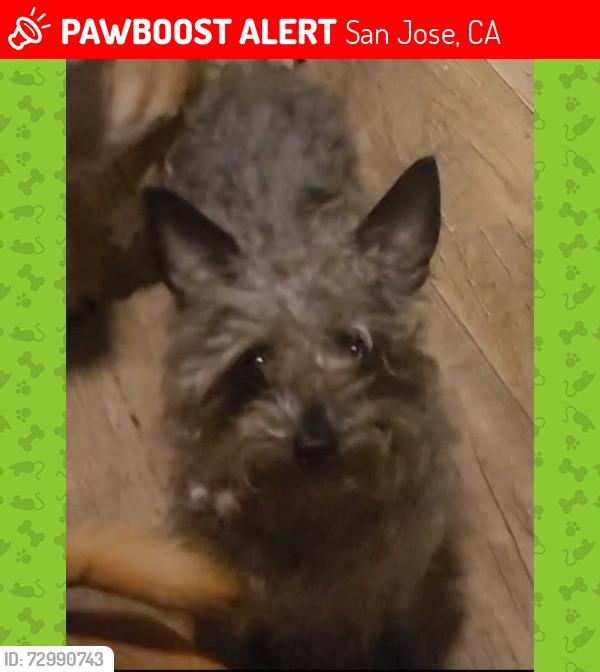 Lost Female Dog last seen Mcglaughin , San Jose, CA 95122