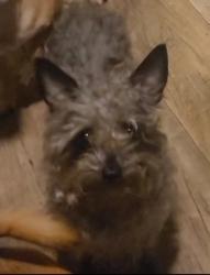 Lost Female Dog last seen Mcglaughin , San Jose, CA 95122