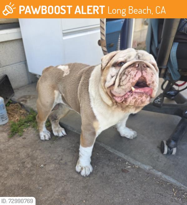 Found/Stray Male Dog last seen Near 53rd St, Long Beach, CA 90805, Long Beach, CA 90805