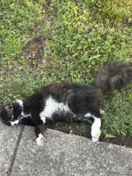 Found/Stray Female Cat last seen  Old Nashville highway , Murfreesboro, TN 37129