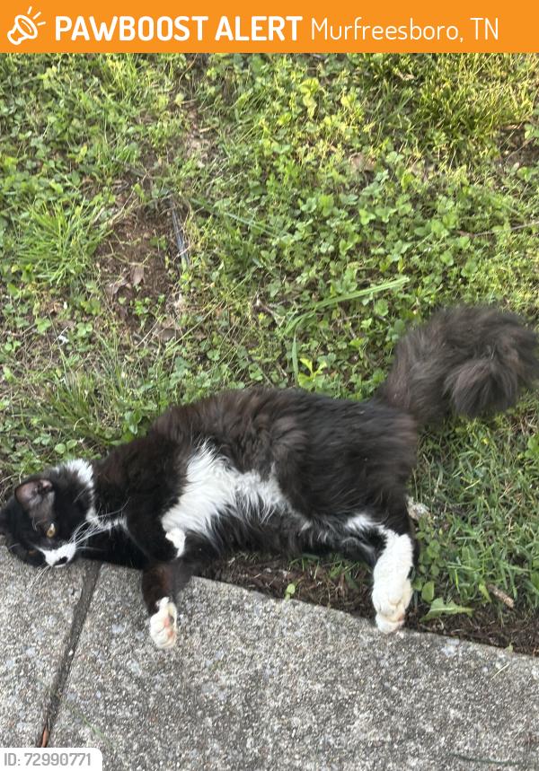 Found/Stray Female Cat last seen  Old Nashville highway , Murfreesboro, TN 37129