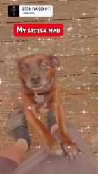 Lost Male Dog last seen Near Mendel river's rd, Bonneau, SC 29431