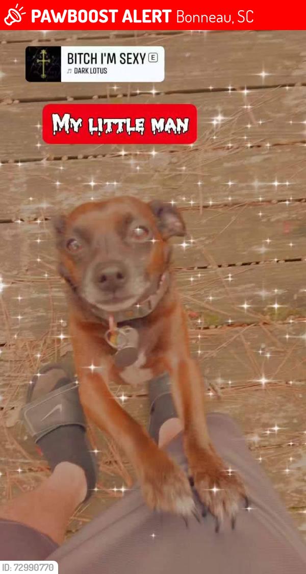 Lost Male Dog last seen Near Mendel river's rd, Bonneau, SC 29431