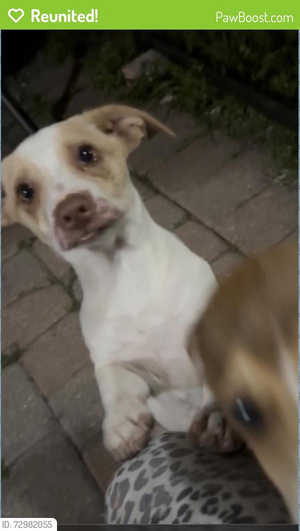 Reunited Female Dog last seen Near Kelmar Dr,West Palm Beach Fl , West Palm Beach, FL 33415