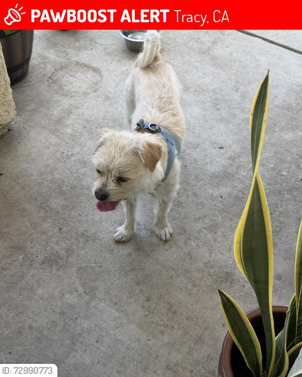 Lost Male Dog last seen W Lowell, CA, Tracy, CA 95377