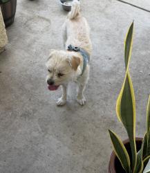 Lost Male Dog last seen W Lowell, CA, Tracy, CA 95377