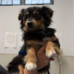 Shelter Stray Male Dog last seen Palm Avenue, San Diego, CA, 92154, 5500 Gaines St, San Diego, CA 92110, USA