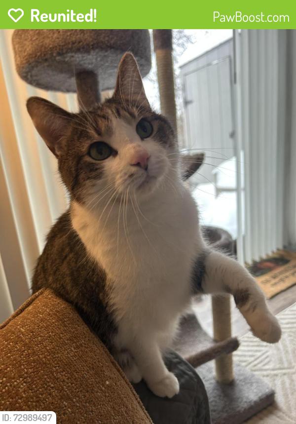 Reunited Female Cat last seen Pennsbury Village, Pittsburgh, PA 15205