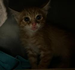 Shelter Stray Male Cat last seen Near Pacific Highway, San Diego, CA, 92110, 5500 Gaines St, San Diego, CA 92110, USA