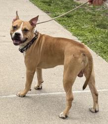 Shelter Stray Male Dog last seen Near Grandview Avenue, STATEN ISLAND, NY, 10303, 3139 Veterans Rd W, Staten Island, NY 10309, USA