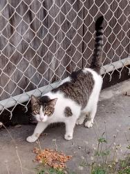 Lost Female Cat last seen Near Ave N and 50 St N , Pinellas Park, FL 33781