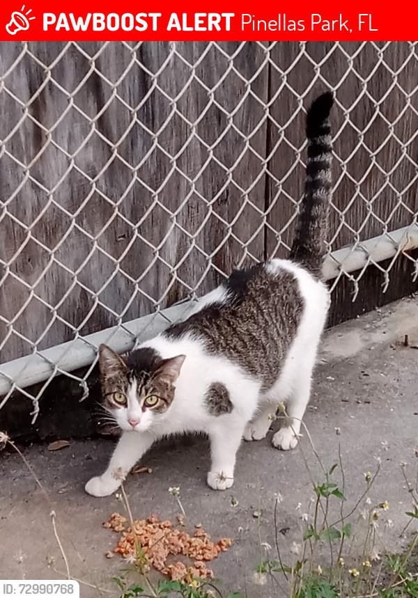 Lost Female Cat last seen Near Ave N and 50 St N , Pinellas Park, FL 33781