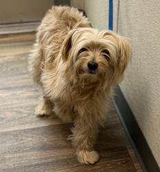 Shelter Stray Male Dog last seen Lisbon Street, San Diego, CA, 92114, 5500 Gaines St, San Diego, CA 92110, USA