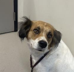 Shelter Stray Female Dog last seen Arnele Avenue, El Cajon, CA, 92020, El Cajon, CA 92020, USA