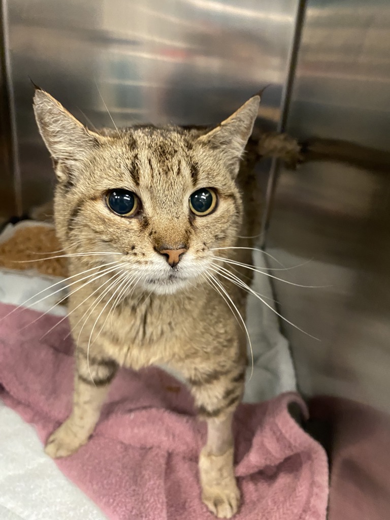 Shelter Stray Female Cat last seen Near Kildaire Farm Road, CARY, NC, 27513, 820 Beacon Lake Dr, Raleigh, NC 27610, USA