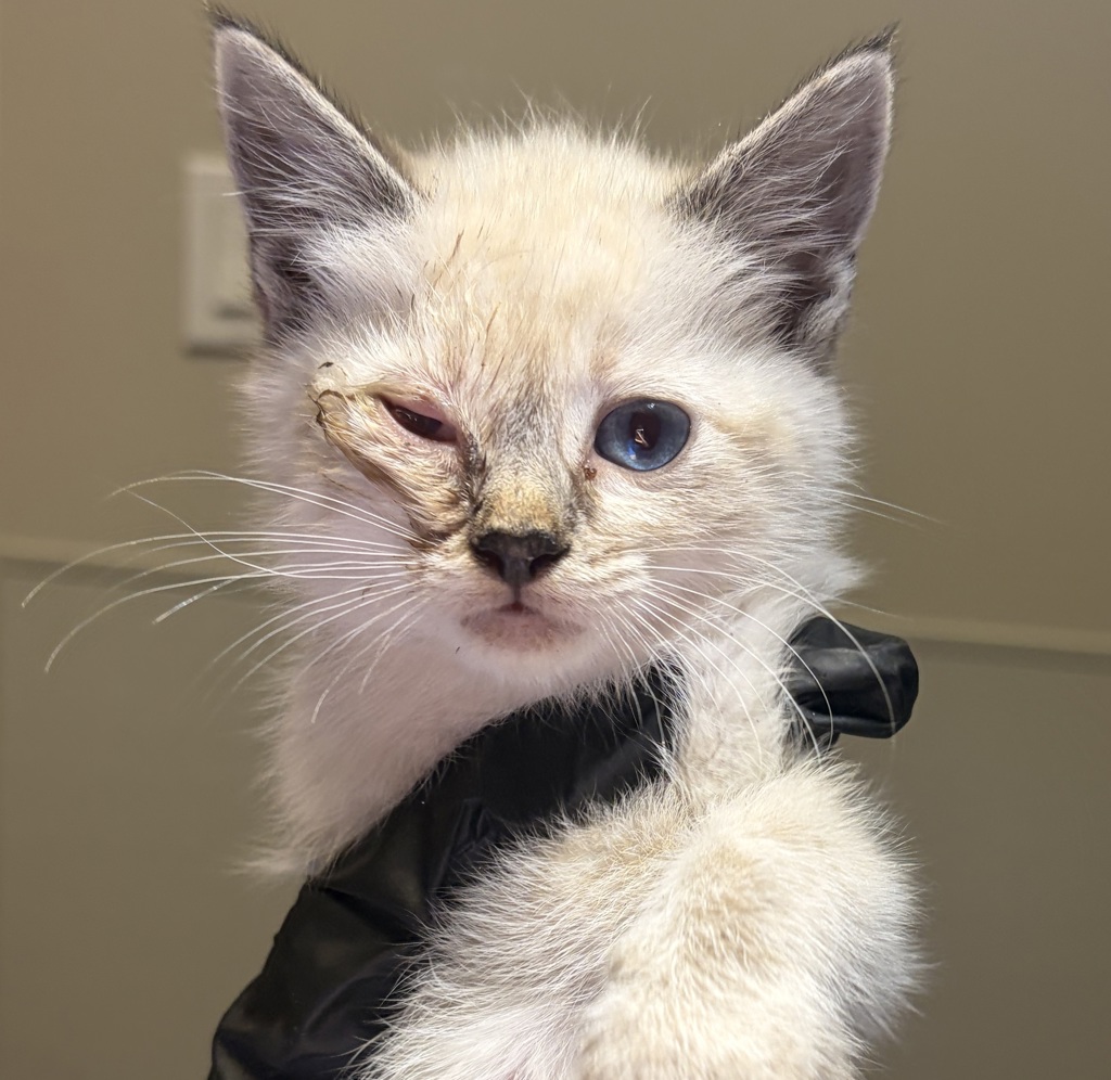 Shelter Stray Female Cat last seen Near Figueroa Drive, SAN LEANDRO, CA, 94578, 8323 Baldwin St, Oakland, CA 94621, USA