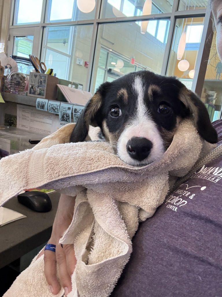 Shelter Stray Female Dog last seen Wixom rd, WIXOM, MI, 48393, 1200 N Telegraph Building 42E, Pontiac, MI 48340, USA