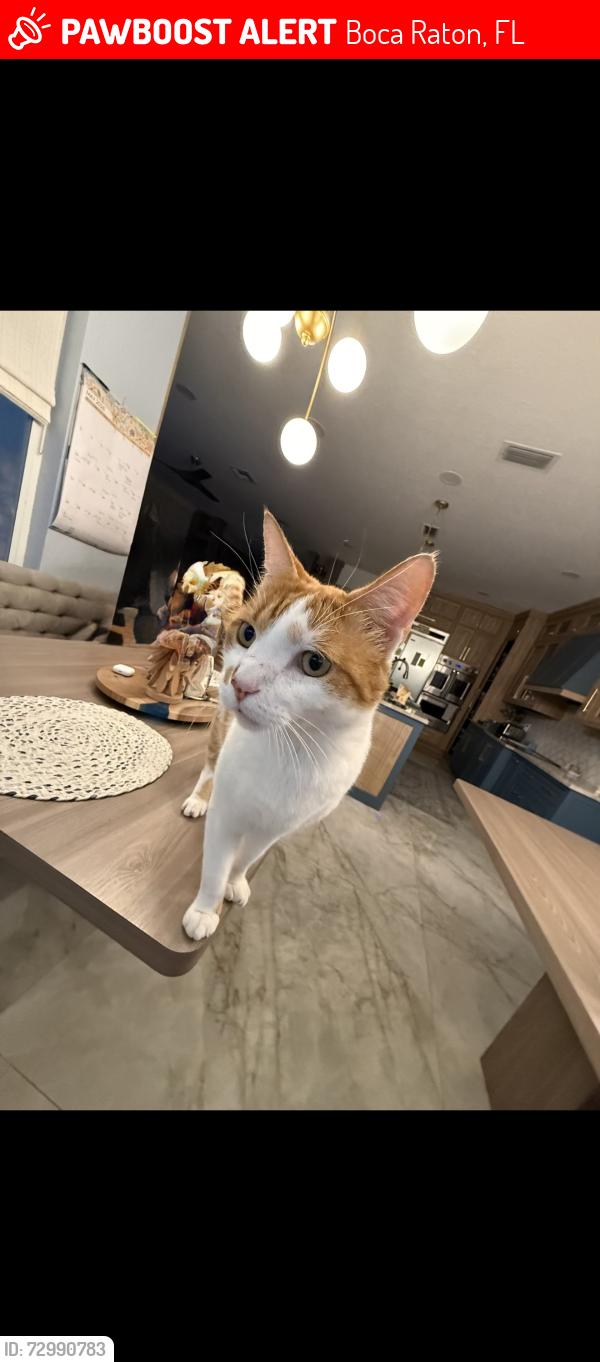 Lost Male Cat last seen The Shores hse , Boca Raton, FL 33486