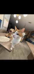 Lost Male Cat last seen The Shores hse , Boca Raton, FL 33486