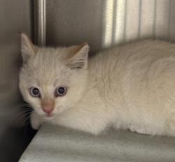 Shelter Stray Unknown Cat last seen NW paulson Road, Poulsbo, WA, 98370, 9167 Dickey Rd NW, Silverdale, WA 98383, USA