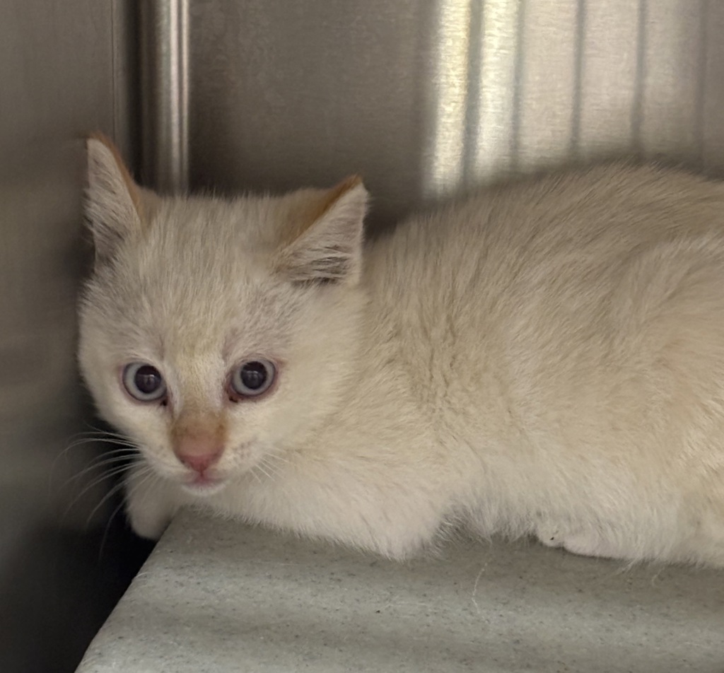 Shelter Stray Unknown Cat last seen NW paulson Road, Poulsbo, WA, 98370, 9167 Dickey Rd NW, Silverdale, WA 98383, USA