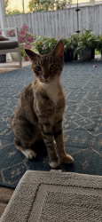 Lost Female Cat last seen 81st and pine island , Tamarac, FL 33321