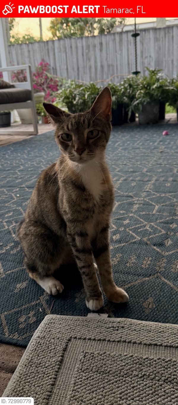 Lost Female Cat last seen 81st and pine island , Tamarac, FL 33321
