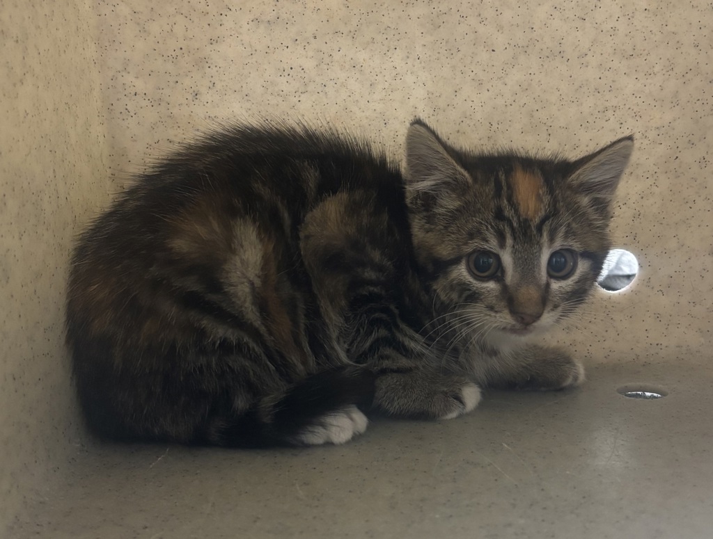 Shelter Stray Female Cat last seen NW paulson Road, Poulsbo, WA, 98370, 9167 Dickey Rd NW, Silverdale, WA 98383, USA