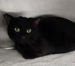 Shelter Stray Male Cat last seen W Madrona Street, BREMERTON, WA, 98312, 9167 Dickey Rd NW, Silverdale, WA 98383, USA