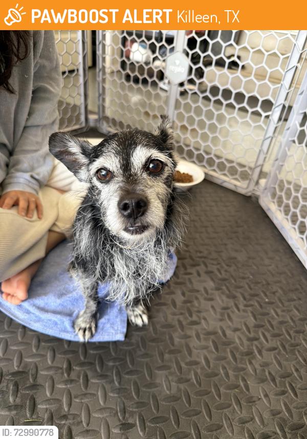 Found/Stray Male Dog last seen Near and vineyard harker heights, Killeen, TX 76549