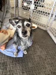 Found/Stray Male Dog last seen Near and vineyard harker heights, Killeen, TX 76549