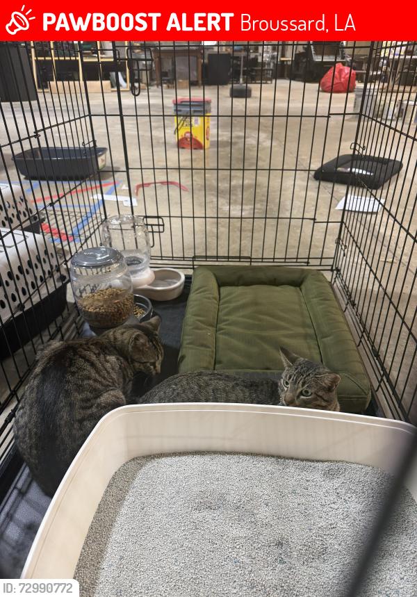 Lost Male Cat last seen Ambassador and Morgan street , Broussard, LA 70518