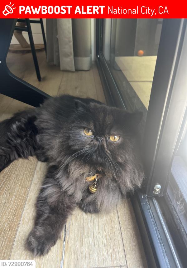 Lost Male Cat last seen National City, National City, CA 91950