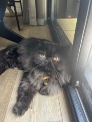 Lost Male Cat last seen National City, National City, CA 91950