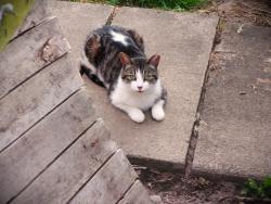 Lost Male Cat last seen Curtis Road & North Avenue (Rt. 259) Parma, NY 14468, Parma, NY 14468