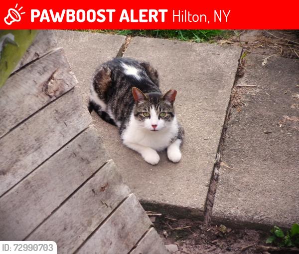 Lost Male Cat last seen Curtis Road & North Avenue (Rt. 259) Parma, NY 14468 , Parma, NY 14468