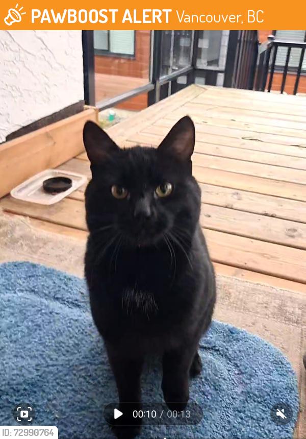 Found/Stray Male Cat last seen St. George Street , Vancouver, BC 