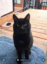 Found/Stray Male Cat last seen St. George Street , Vancouver, BC 
