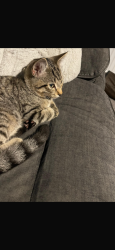 Lost Female Cat last seen Cheddar resivoir , Somerset, England BS27 3FW