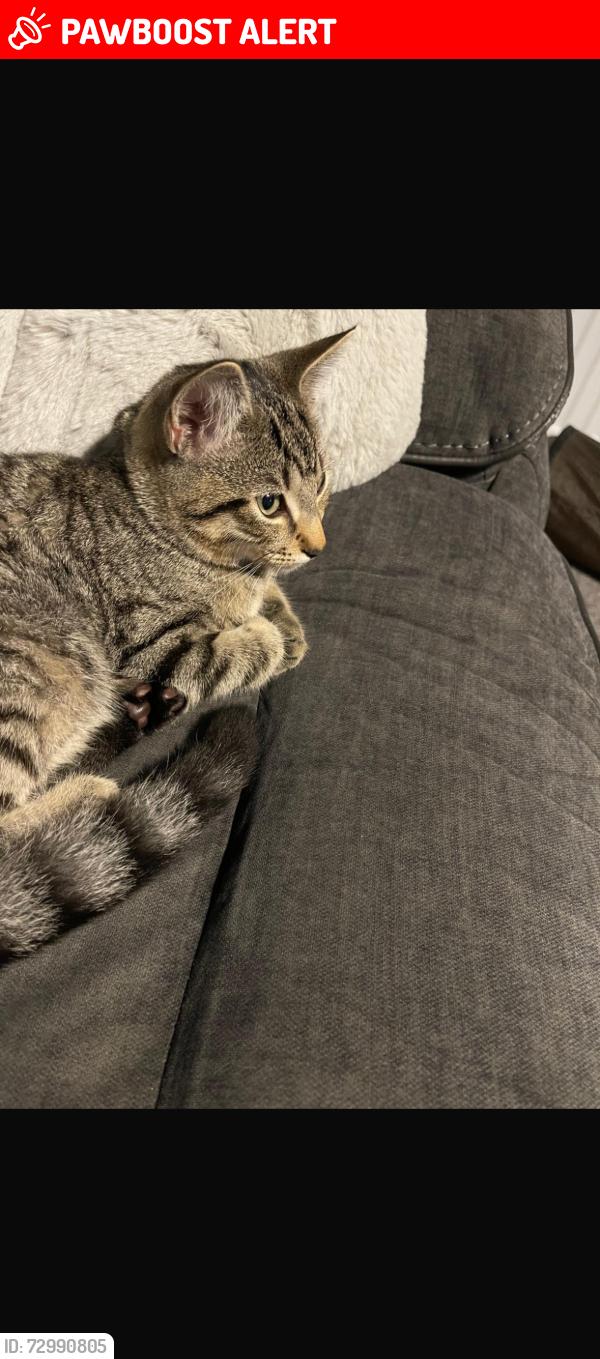 Lost Female Cat last seen Cheddar resivoir , Somerset, England BS27 3FW