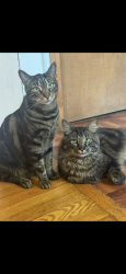 Lost Male Cat last seen Bridle Path, Lake Park , Worcester, MA 01604