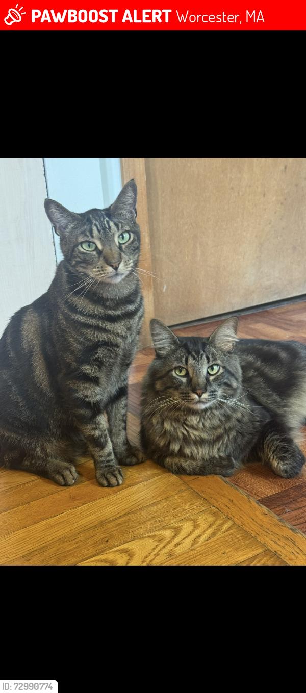 Lost Male Cat last seen Bridle Path, Lake Park , Worcester, MA 01604