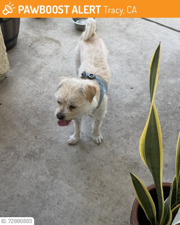 Found/Stray Male Dog last seen W Lowell, Tracy, CA, Tracy, CA 95377