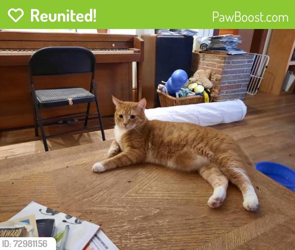 Reunited Male Cat last seen Ashland and Fairview, Saint Paul, MN 55104