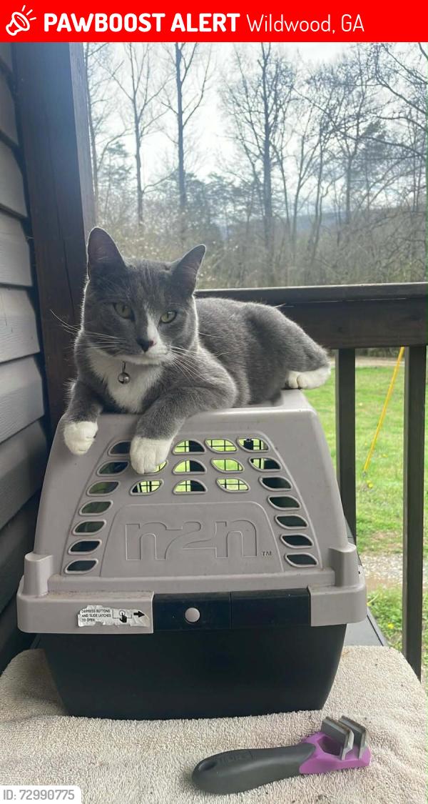 Lost Male Cat last seen Wildwood Lifestyle Center, Wildwood, GA 30757