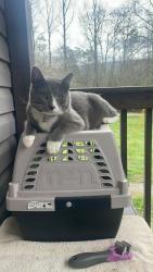 Lost Male Cat last seen Wildwood Lifestyle Center, Wildwood, GA 30757