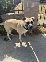 Found/Stray Female Dog last seen Near , Chula Vista, CA 91911