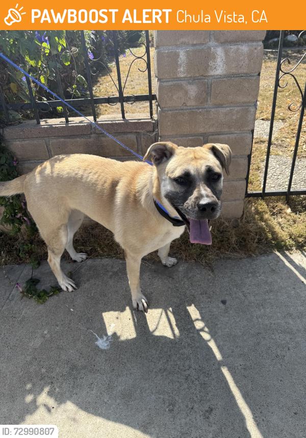 Found/Stray Female Dog last seen Near , Chula Vista, CA 91911